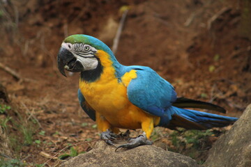 Gramado Zoo imagens
