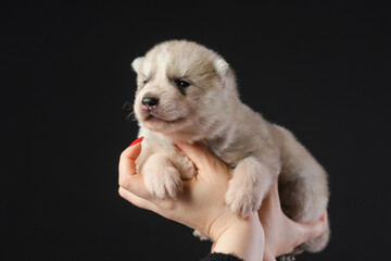 Obraz premium Cute 2 week old Siberian Husky puppy in woman hands on a black background