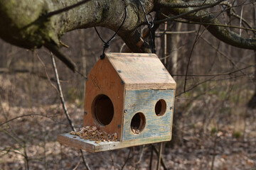 bird feeder in the forest