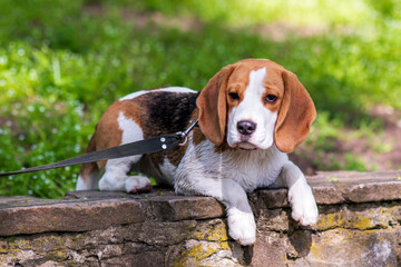 Portrait of  cute beagle dog in nature