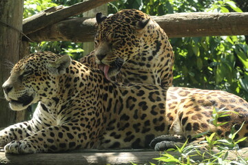Gramado Zoo imagens © Lauren