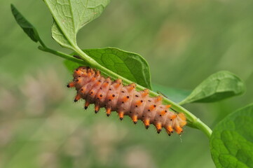 Bruco di Zerynthia polyxena su aristolochia 