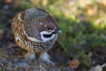 Hazelgrouse