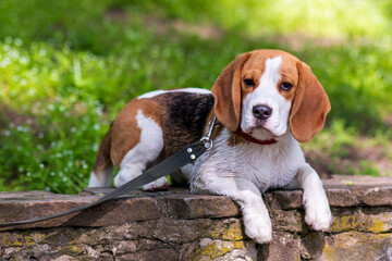 Portrait of  cute beagle dog in nature