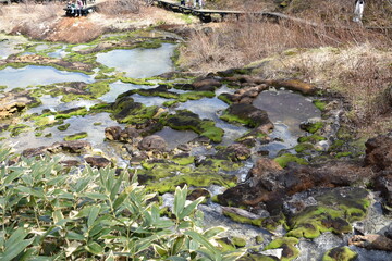 群馬の名所　中之条　チャツボミゴケ公園