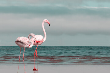 Fototapeta na wymiar Wild african birds. Two birds of pink african flamingos walking around the blue lagoon on a sunny day