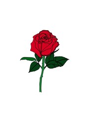 red rose isolated on white background - obrazy, fototapety, plakaty