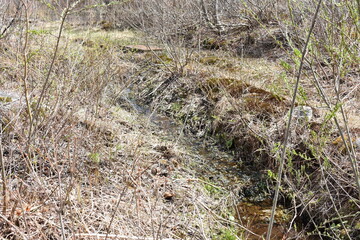 群馬の名所　中之条　チャツボミゴケ公園