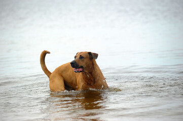 dog playing in the lake in the summer