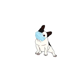 Hand drawn illustrations portrait of French Bulldog breed and face mask on white background design for wallpaper, posters, card, print, web design.