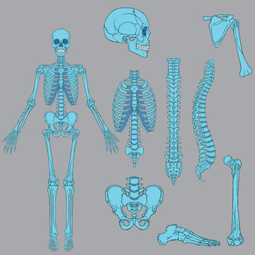 Light Blue Color Human skeleton structure vector drawing
