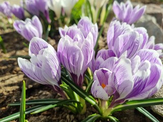blooming purple and white Crocus in spring