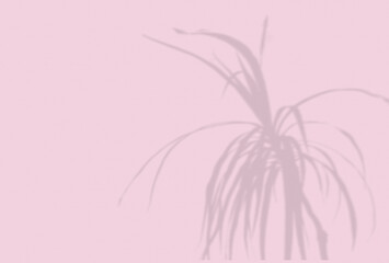 Fototapeta na wymiar Summer background of plant shadows. Shadow of an exotic plant on a pink wall. Mockup