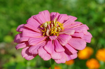 Pink Zinnia elegans in the garden close-up