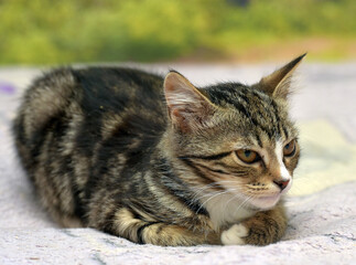 tabby with white kitten with big eyes