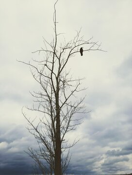 The silhouette of a leafless tree with a bird sitting on a bare branch. Against the background of gray clouds.