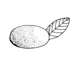 Mango, vector illustration, hand drawn sketch