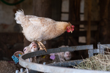 Photo of a hen with sheep