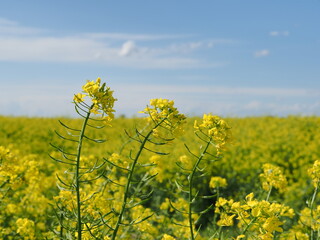 Obraz premium Italy. Countryside, rapeseed land. Yellow flowers and blue sky.