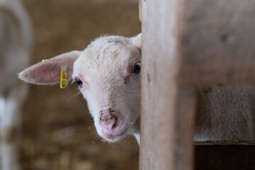 Portrait of little lamb in the sheepfold