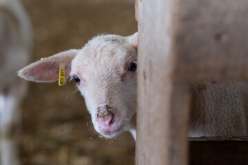 Obraz premium Portrait of little lamb in the sheepfold