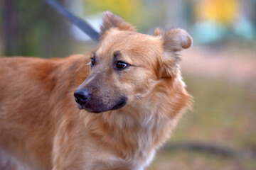 ginger mongrel dog at animal shelter