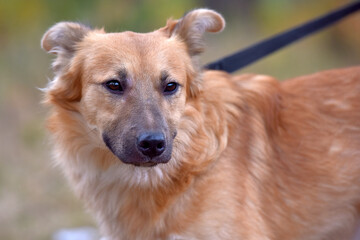 ginger mongrel dog at animal shelter