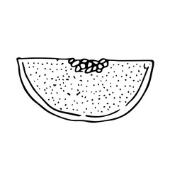 Papaya slice, vector illustration, hand drawn sketch