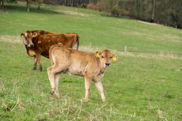 Photo of young calves on the meadow