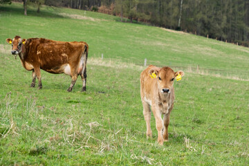 Naklejka na ściany i meble Photo of young calves on the meadow