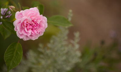 Pink old fashioned cabbage rose, fully open, natural macro floral background
