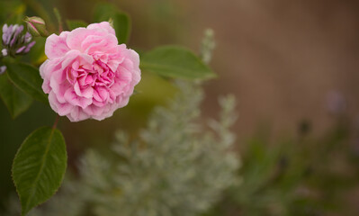 Obraz premium Pink old fashioned cabbage rose, fully open, natural macro floral background 