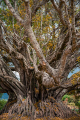 A 200 years old tree an Indian village. This is a combination of three trees and merged as one they grew together for 200 plus years.