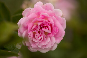 Pink old fashioned cabbage rose, fully open, natural macro floral background
