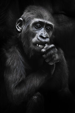 Cute baby gorilla gnaws something with white teeth holding in his hands,  expressive eyes anxious look