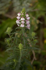 lora of Gran Canaria -  flowering Bartsia trixago hemiparasitic plant natural macro floral background
