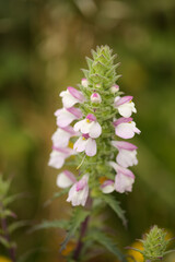 lora of Gran Canaria -  flowering Bartsia trixago hemiparasitic plant natural macro floral background
