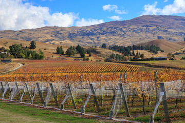 Fototapeta na wymiar A vineyard in autumn, with bright yellow leaves on the grapevines. Photographed on the outskirts of Cromwell, New Zealand
