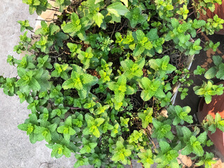 Fresh mint leaves growing in the garden. Mint leaves clean