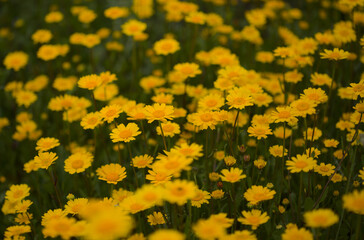 Flora of Gran Canaria -  Coleostephus myconis