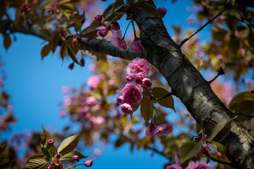 Nice blossom spring branch with flowers of prunus tree macro photography