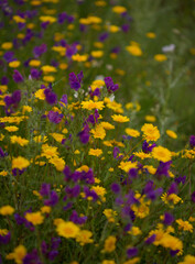 Flora of Gran Canaria -  Coleostephus myconis