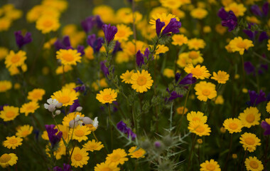 Flora of Gran Canaria -  Coleostephus myconis, corn marigold isolated on black

