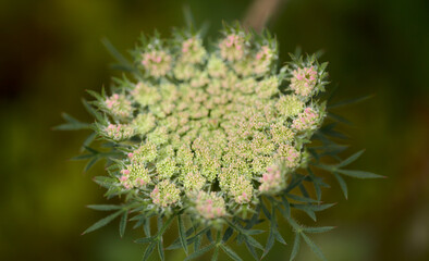 Flora of Gran Canaria -  Daucus carota, wild carrot white flowers natural macro floral background
