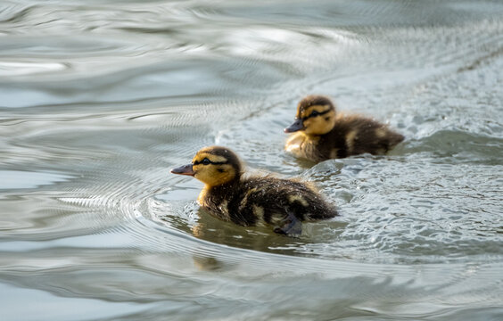 Ducklings on the water in the lake at Pinner Memorial Park, Pinner, Middlesex, north west London UK, photographed on a sunny spring day. 