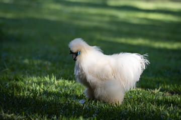 White Sikie Fluffy  Chicken Walking On Green Grass