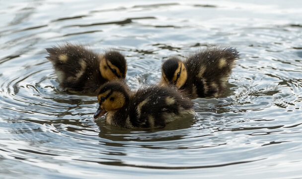 Ducklings on the water in the lake at Pinner Memorial Park, Pinner, Middlesex, north west London UK, photographed on a sunny spring day. 