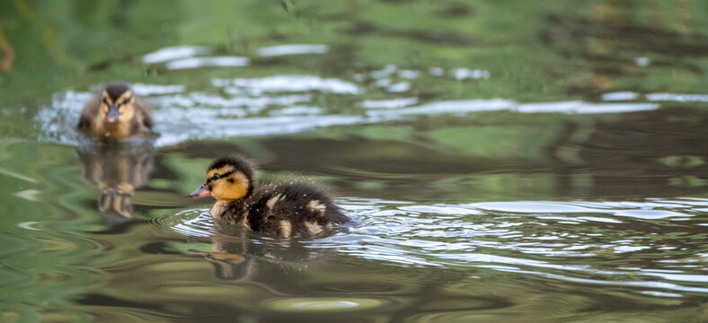 Ducklings On The Water In The Lake At Pinner Memorial Park, Pinner, Middlesex, North West London UK, Photographed On A Sunny Spring Day. 