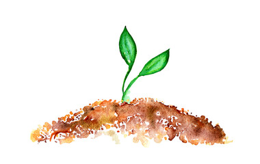 Small plant growing with leaves watercolor illustration white background. Gardening, making your vegetable garden. Seed. Eco environeemnt green label hantag.