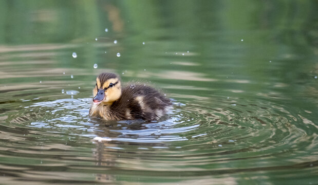 Newly born duckling on the water in the lake at Pinner Memorial Park, Pinner, Middlesex, north west London UK, photographed on a sunny spring day. 